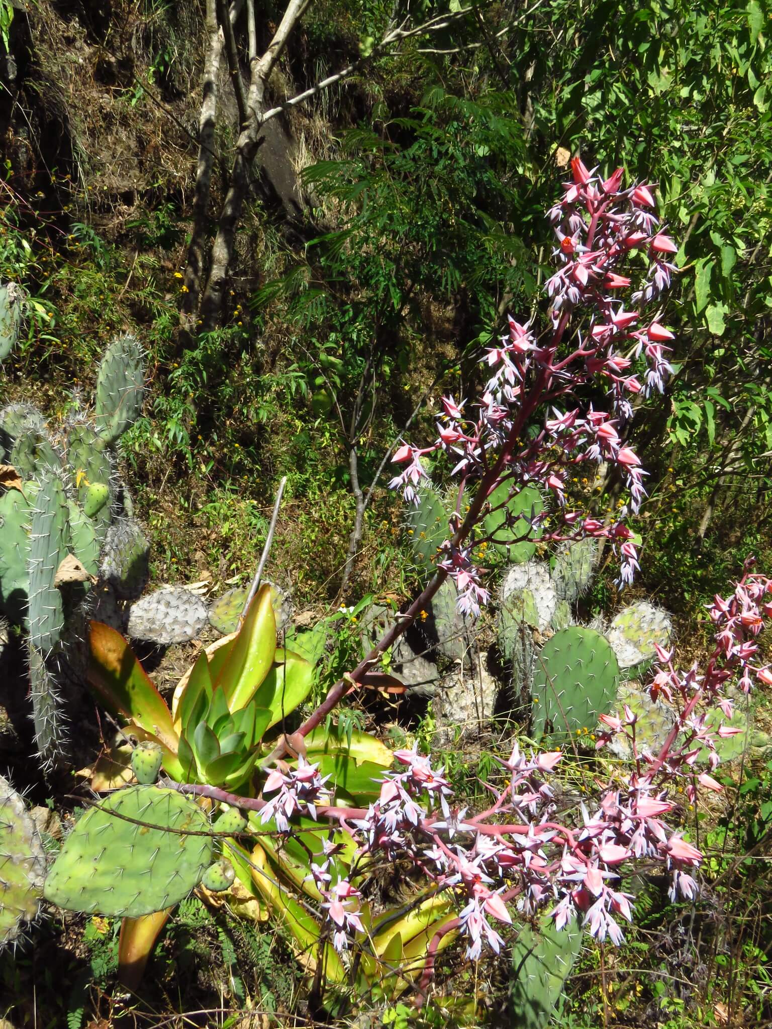 Echeveria dactylifera